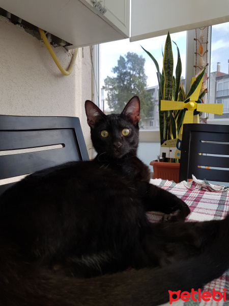 Bombay, Kedi  Duman fotoğrafı