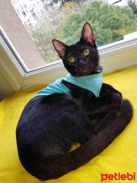 Bombay, Kedi  Duman fotoğrafı