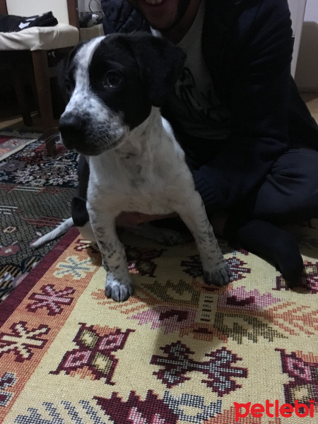 Amerikan Staffordshire Terrier, Köpek  Atlas fotoğrafı