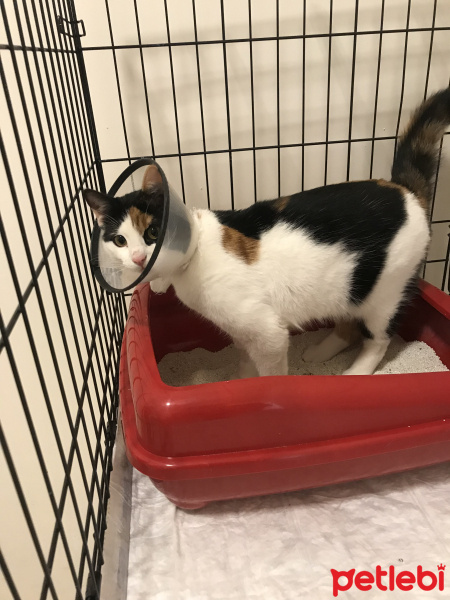 Ankara Kedisi, Kedi  Cici fotoğrafı