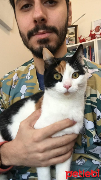 Ankara Kedisi, Kedi  Cici fotoğrafı