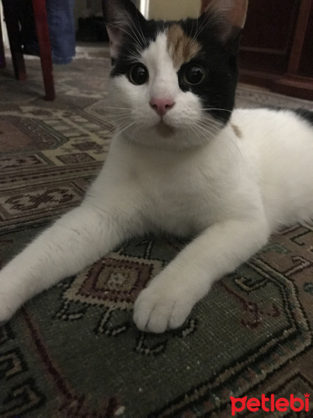 Ankara Kedisi, Kedi  Cici fotoğrafı