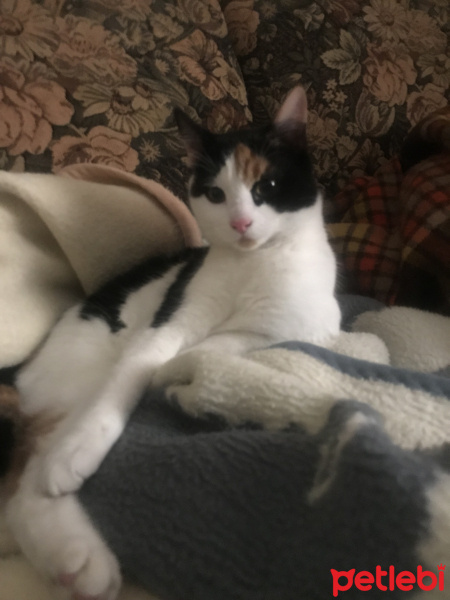 Ankara Kedisi, Kedi  Cici fotoğrafı