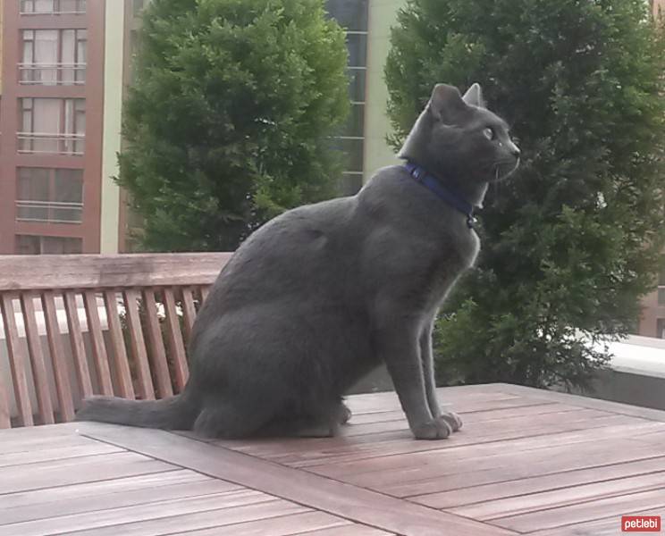 Mavi Rus, Kedi  Mia fotoğrafı