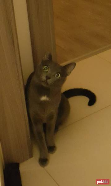 Mavi Rus, Kedi  Mia fotoğrafı
