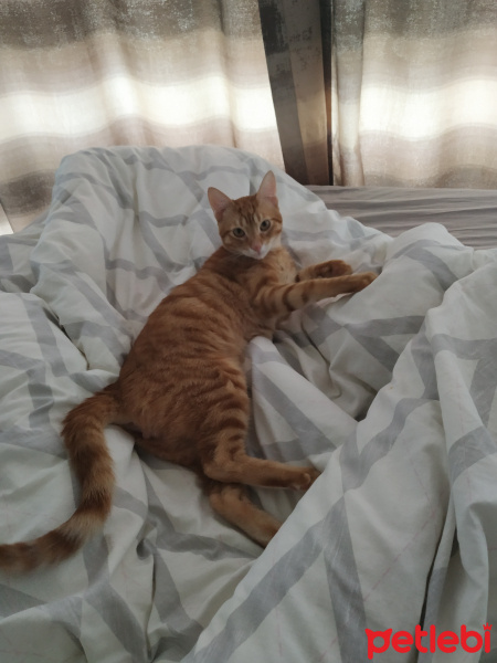 Sarman, Kedi  Majör fotoğrafı
