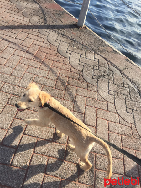 Golden Retriever, Köpek  Niks fotoğrafı