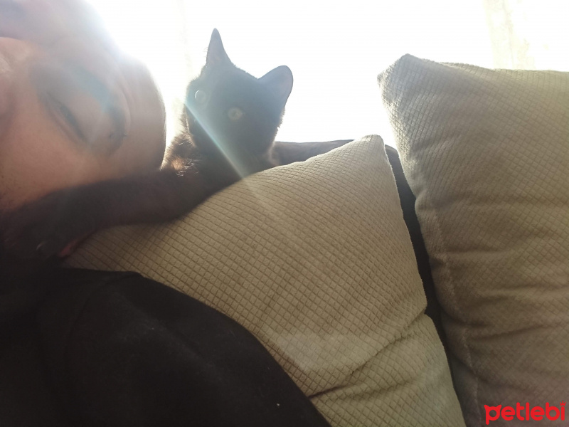 Bombay, Kedi  Sürtük fotoğrafı