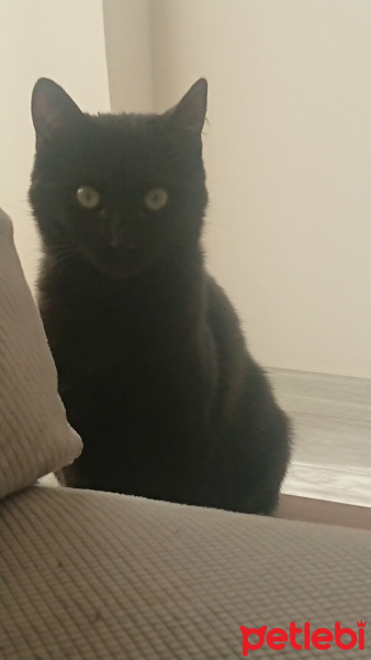 Bombay, Kedi  Sürtük fotoğrafı