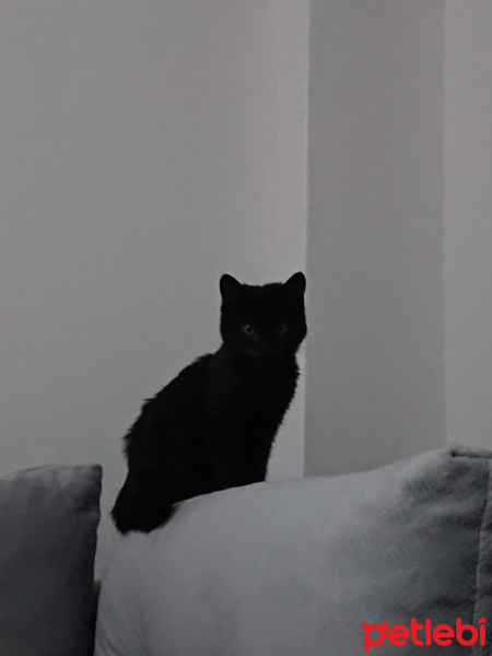 Bombay, Kedi  Sürtük fotoğrafı