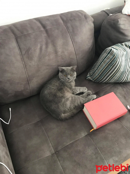 British Shorthair, Kedi  Mırmır fotoğrafı