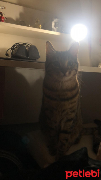 Tekir Kedi, Kedi  Mişa fotoğrafı