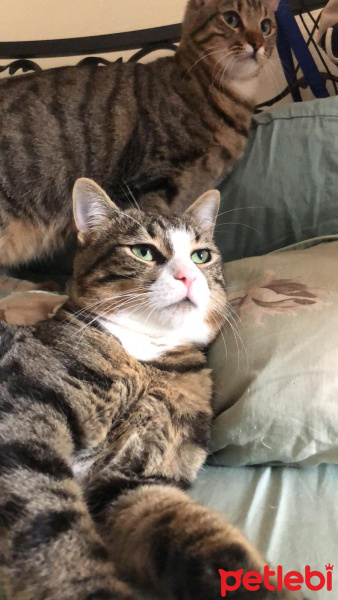 Tekir Kedi, Kedi  Çiko ve Mişa fotoğrafı