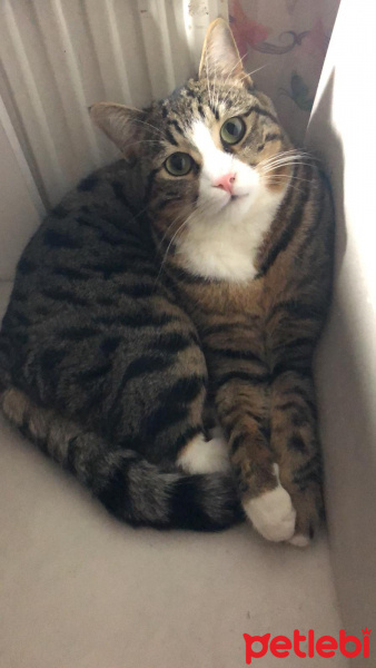 Tekir Kedi, Kedi  Çiko ve Mişa fotoğrafı