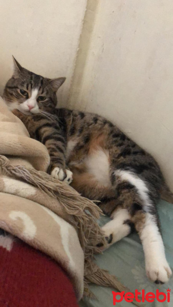 Tekir Kedi, Kedi  Çiko ve Mişa fotoğrafı