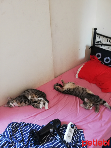 Tekir Kedi, Kedi  Çiko ve Mişa fotoğrafı