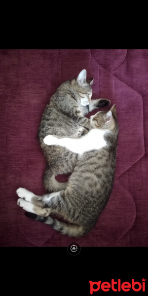 Tekir Kedi, Kedi  Pamuk ve Dmitri fotoğrafı