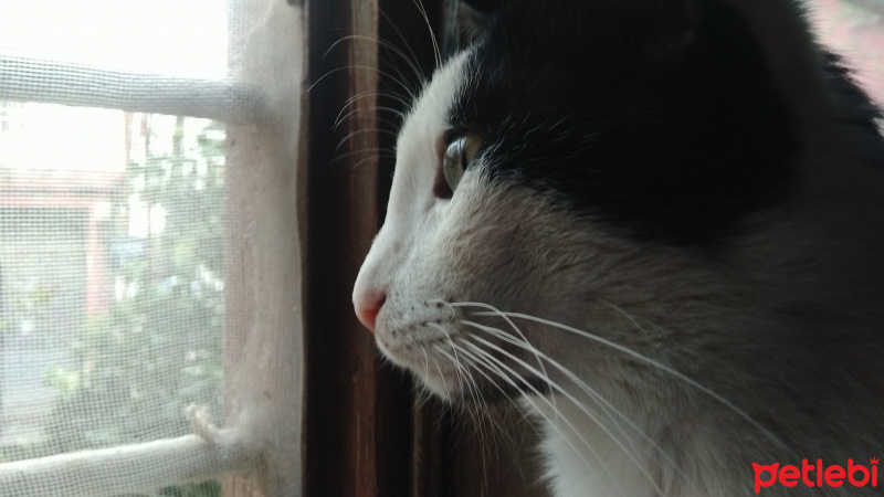 Tekir Kedi, Kedi  Marley fotoğrafı