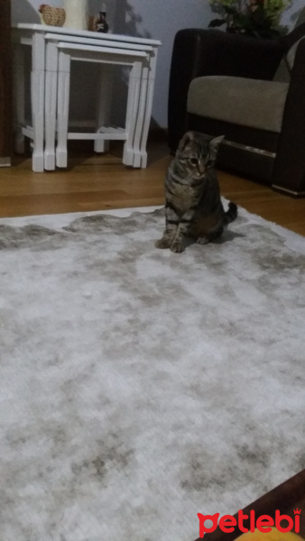 Tekir Kedi, Kedi  Karamel fotoğrafı