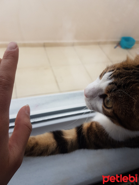 Tekir Kedi, Kedi  Cakıl fotoğrafı