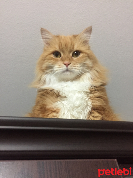 Sarman, Kedi  Vino fotoğrafı