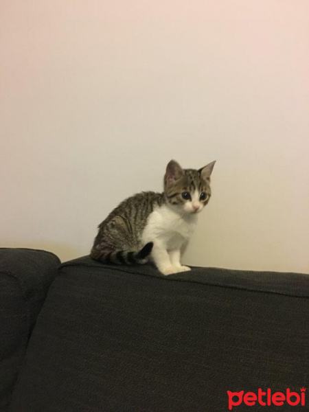 Tekir Kedi, Kedi  Mia fotoğrafı