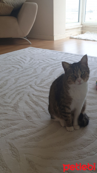 Tekir Kedi, Kedi  Mia fotoğrafı