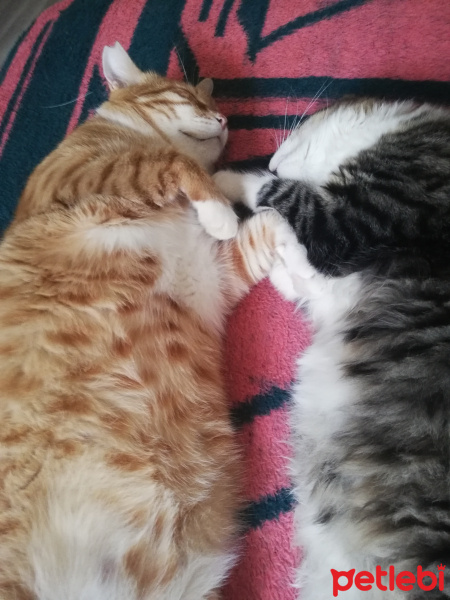 Tekir Kedi, Kedi  Muhtar & Şanslı fotoğrafı