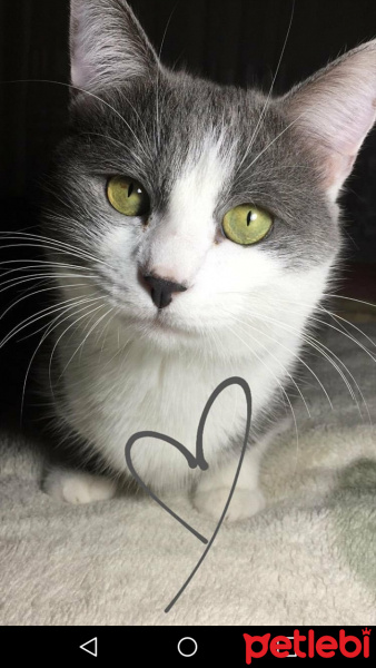 Tekir Kedi, Kedi  paspas fotoğrafı