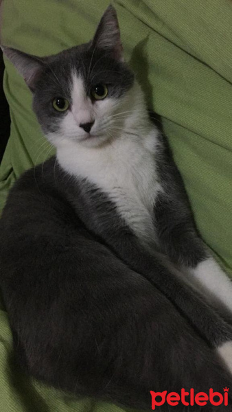 Tekir Kedi, Kedi  paspas fotoğrafı