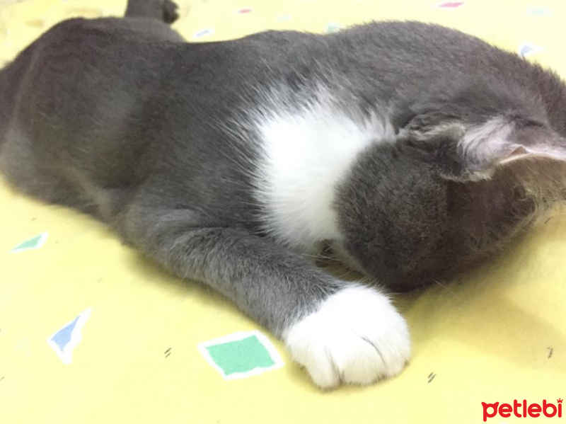 Tekir Kedi, Kedi  paspas fotoğrafı