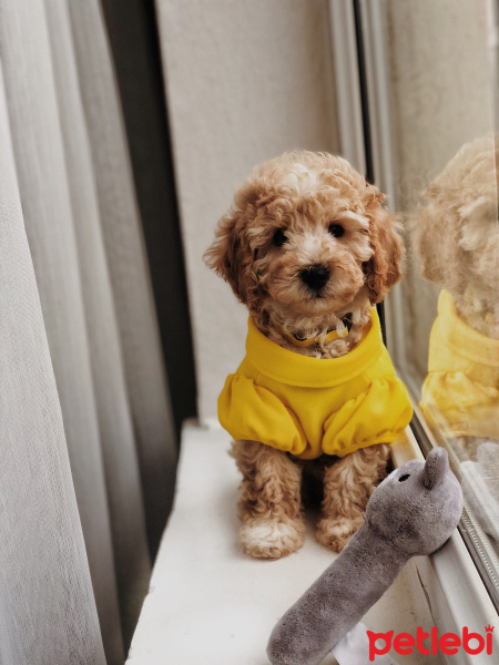 Poodle (Minyatür Kaniş), Köpek  Thor fotoğrafı