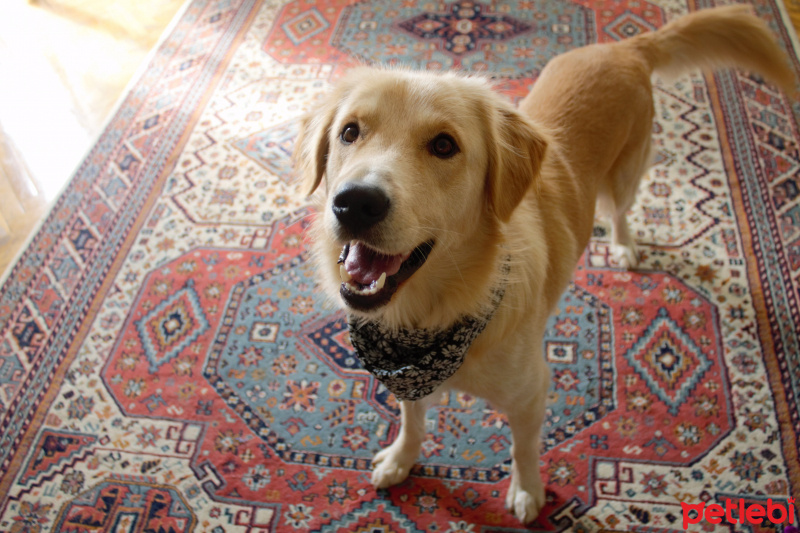 Golden Retriever, Köpek  BUFFY fotoğrafı
