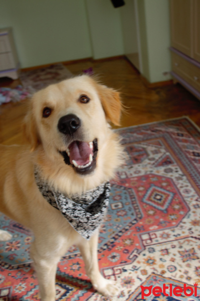 Golden Retriever, Köpek  BUFFY fotoğrafı