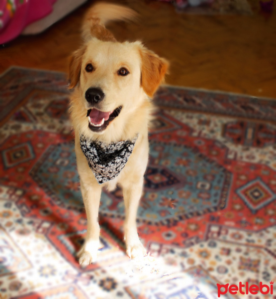 Golden Retriever, Köpek  BUFFY fotoğrafı
