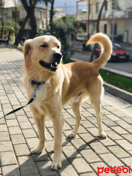 Golden Retriever, Köpek  BUFFY fotoğrafı