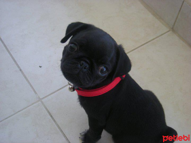 Pug, Köpek  ARES fotoğrafı