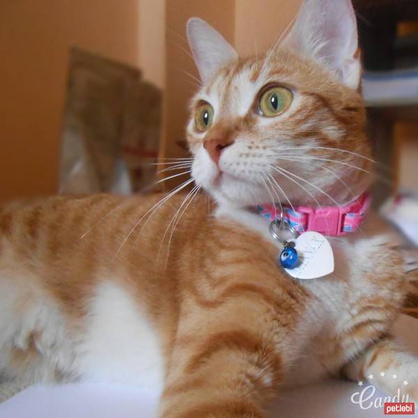 Tekir Kedi, Kedi  Minnak fotoğrafı