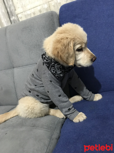 Golden Retriever, Köpek  Mogli fotoğrafı