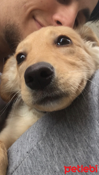Golden Retriever, Köpek  Tekila fotoğrafı