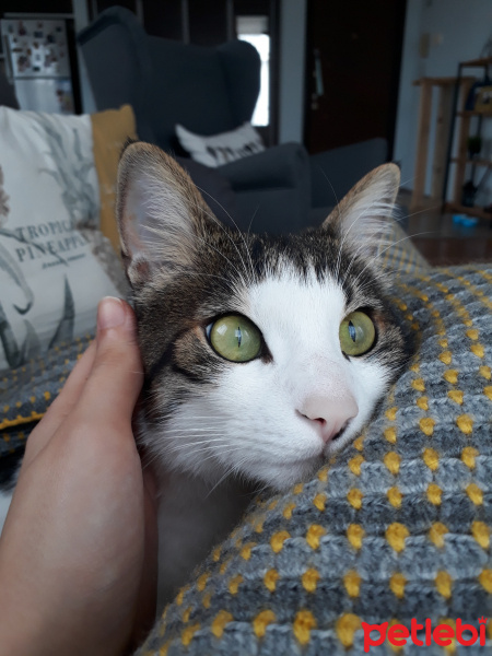 Tekir Kedi, Kedi  Pati fotoğrafı