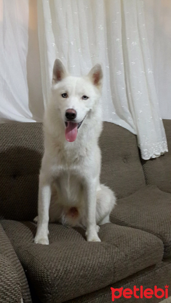 Sibirya Kurdu (Husky), Köpek  Blue fotoğrafı