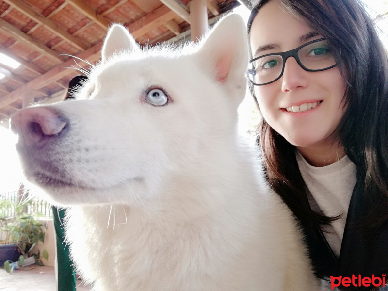 Sibirya Kurdu (Husky), Köpek  Blue fotoğrafı