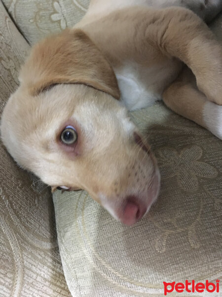 Golden Retriever, Köpek  Şila fotoğrafı