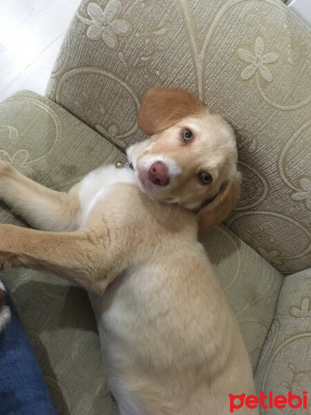 Golden Retriever, Köpek  Şila fotoğrafı