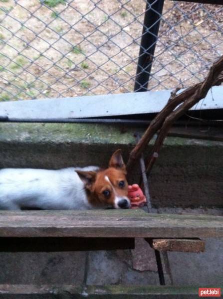 Jack Russell Terrier, Köpek  potter fotoğrafı