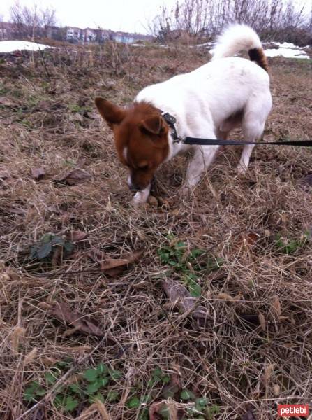 Jack Russell Terrier, Köpek  potter fotoğrafı