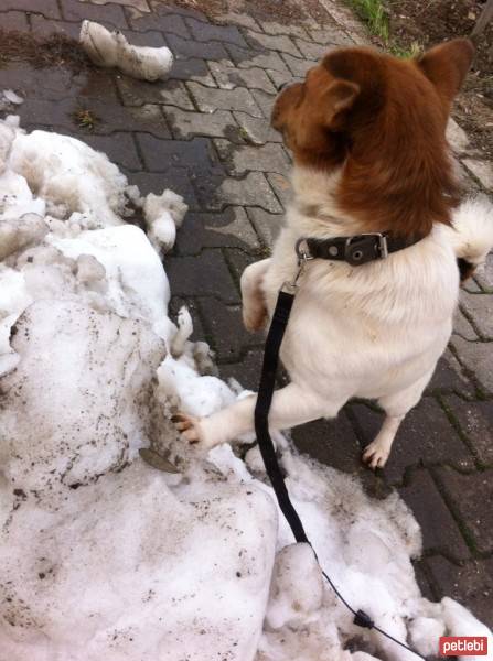 Jack Russell Terrier, Köpek  potter fotoğrafı