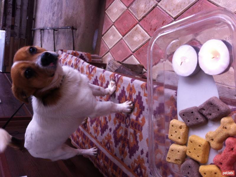 Jack Russell Terrier, Köpek  potter fotoğrafı