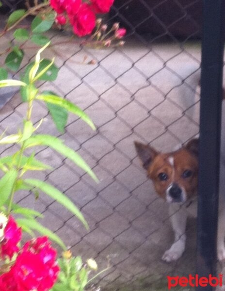 Jack Russell Terrier, Köpek  potter fotoğrafı